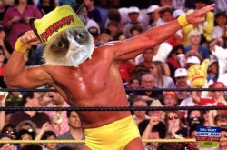 realgrumpycat:  TONIGHT: Grumpy Cat takes over Monday Night #RAW @WWE. It’s going to be terrible. 
