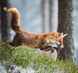 beautiful-wildlife:  Fox by Michal Vařečka