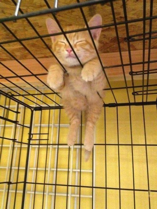 babyanimalgifs:  Cats That Fell Asleep In The Weirdest Places (via) 