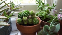 hellospriggan:Windowsill update! I repotted some cactus my stepmom gave me (ended up with some little babies, in their own glass terrarium now beside the candy jar full of violets) and moved everything around.