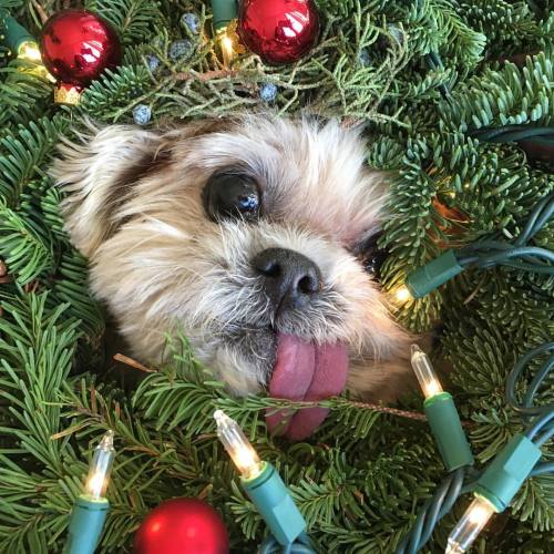 It’s beginning 3 look a lot like xmas