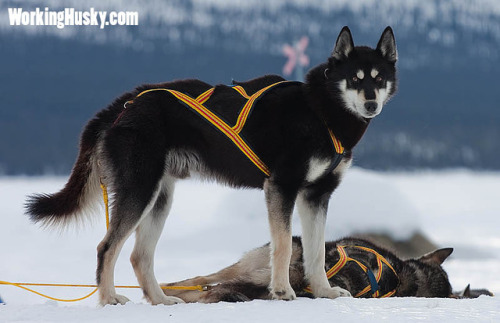finahundar:Siberian Huskies from working lines