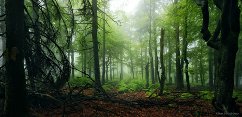 kilianschoenberger:Mountain Forest, Bavaria, Germany by Kilian SchönbergerKilianSchoenberger.de