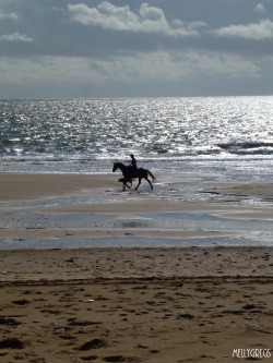 mellygregs:  Beach Rider. Les Conches, Vendee, France. June 2014. 