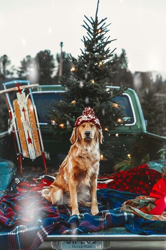 w–o–o–d–l–a–n–d:  Guess what, another Christmas doggos.