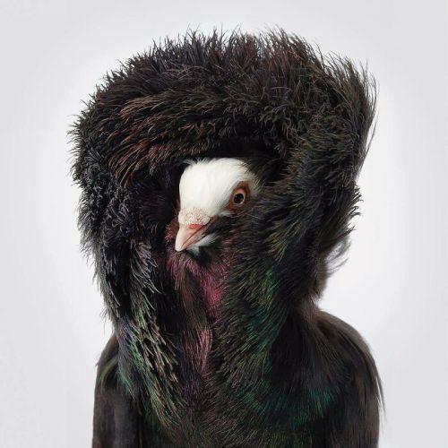 thisobscuredesireforbeauty:Jacobin Pigeons photographed by Tim Flach.