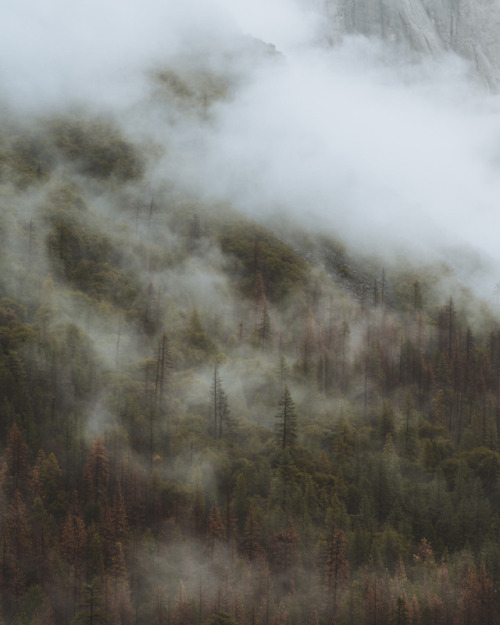 shawn-f:Misty mornings in Yosemite Instagram - Shawn_f