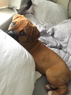 kiss-me-lick-me-eat-me:  bewwbs:  stormylilcloud:  Contemplating life as a wrinkly puppy  Oh my god   Must have one