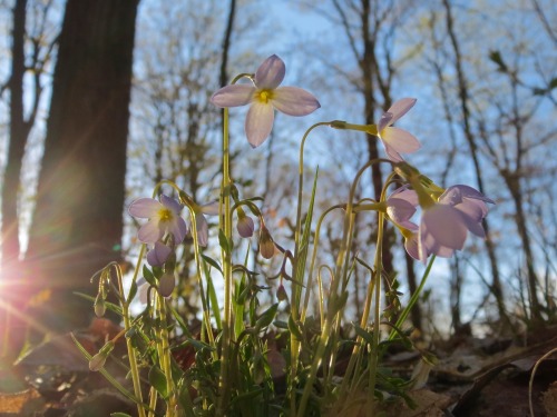 Bluets along the Appalachian Trail. More to come.