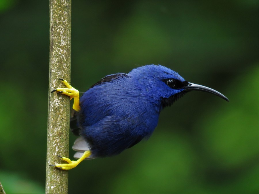 Male Purple Honeycreeper