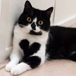 mymodernmet:Cuddly Cat Wears Her Heart on