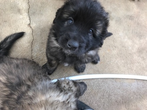 Met Atticus&rsquo; new sister and her littermates and mum! Only 4 more weeks until she comes home!