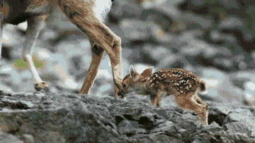 jamesfactscalvin:  openstudy:  Feeling down? Here is a compilation of cute things.   I’ve been looking for that first GIF actually 