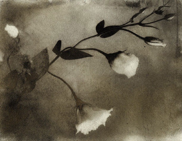 afroui:  Emil Schildt