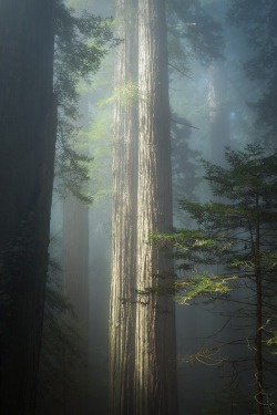 americasgreatoutdoors:  Explore Redwood National and State Parks for an otherworldly experience! Located in far north California, the park’s crowning feature: The majestic redwood forests – home to the tallest trees on Earth. As the morning’s first