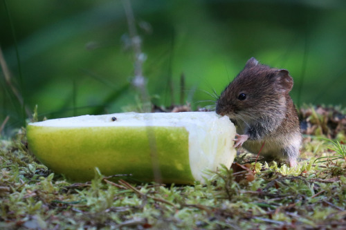 This Bank vole/skogssork is enjoying a piece of cucumber on this very hot August day. 