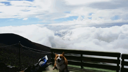 corgis-everywhere:[Top of Mt. Fuji]