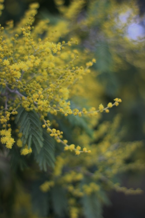 garden photography