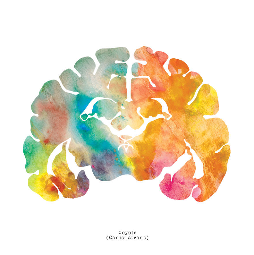 artagainstsociety:  Watercolor Animal Brain Paintings by J. Sayuri