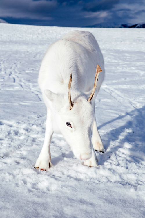 Photographer Captures Extremely Rare White Baby Reindeer While Hiking In Norway (6 Pics)