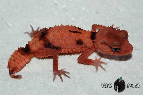 Nephrurus Say NeverBush League Breeders Club -Gecko Babies shows off their gorgeous new pair of red 