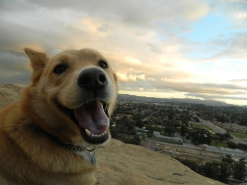 youcancallmemadi:  oathxkeeper:  this post makes me happy  hi hello if you’re feeling down here are some smiling dogs 