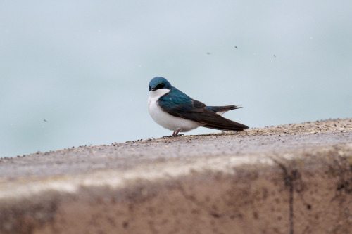 highways-are-liminal-spaces:Waves and Tree Swallows along the breakwall at MontroseChicago, Illinois