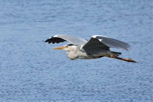 Grey Heron