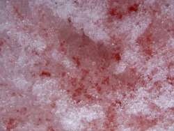 sixpenceee:  Watermelon snow also called snow algae among other names is when the snow is contaminated with Chlamydomonas nivalis, a species of green algae containing a secondary red carotenoid pigment in addition to chlorophyll. 