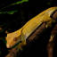 thedruidsdenexotics