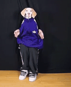 gifsboom:  Funny Dog Maymo Dancing. [video][Maymo]