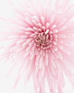 Cascading blush (Dahlia flower)