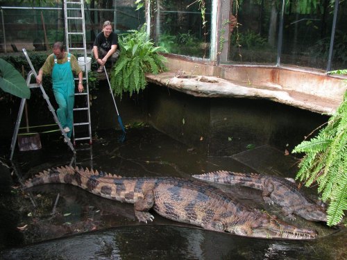 Croc Colours And Patterns