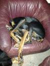XXX itsagifnotagif:Dogs really do sleep like photo