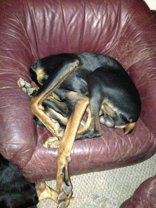 Porn itsagifnotagif:Dogs really do sleep like photos