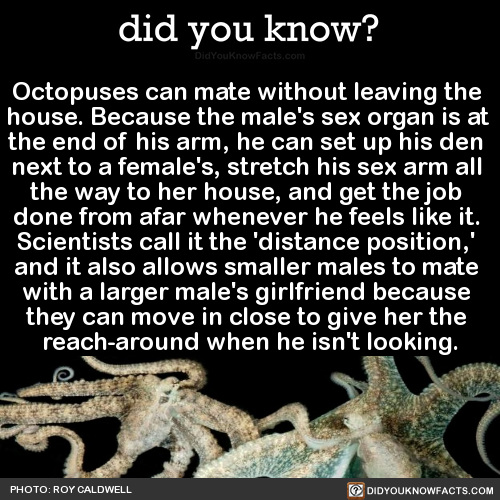 did-you-kno:  Octopuses can mate without leaving the  house. Because the male’s