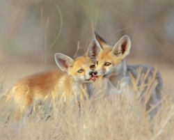 beautiful-wildlife:  Desert Fox Kits by Nitin PrabhudesaiDesert Fox or White-footed Fox (Vulpes vulpes pusilla)