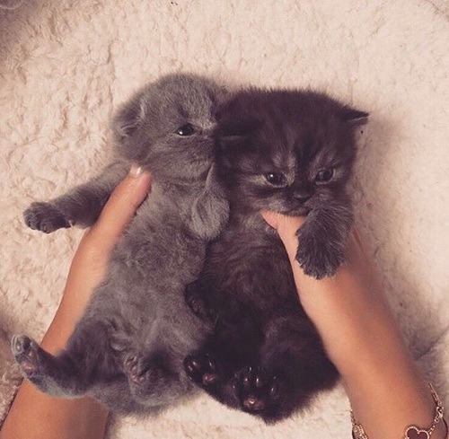 I love kitties