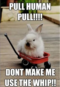 babygirlssweetsurrender:  Coz bunny says