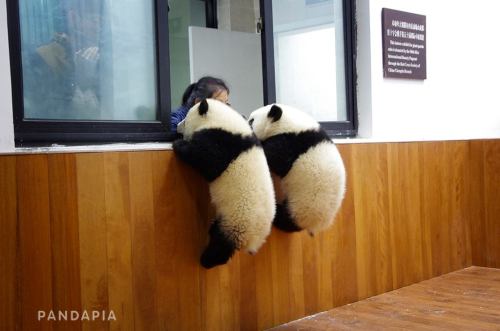 soinlovewithpandas: Shuang Hao and Qi Xi in China on April 9, 2015.© Pandapia 萌萌哒