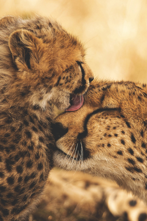 funnywildlife:captvinvanity:Caresses between cheetahs | Photographer | CVMasai Mara - Igor Altuna