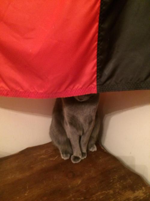 catsbeaversandducks:Cats Who Think They’re Masters of Hide-And-Seek