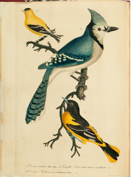 From: Wilson, Alexander, 1766-1813. American ornithology, or, The natural history of the birds of th