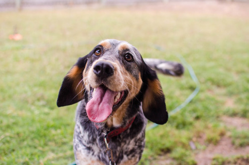 sidetongue:a funny little dancey blue