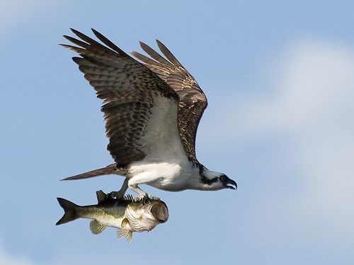 fireb0y: Okay but pictures of fish getting caught by ospreys are fucking HILARIOUS