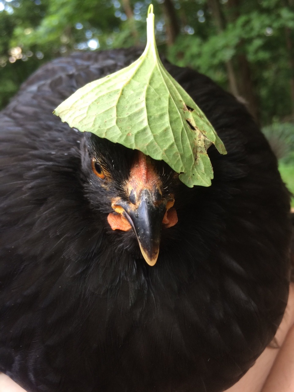 lady–hen:Leaf goddess  @sft425
