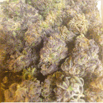 weeditaly:  3D bud