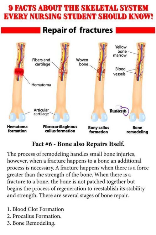 Sex medicalbasics:Skeletal System Facts #nursingschool pictures