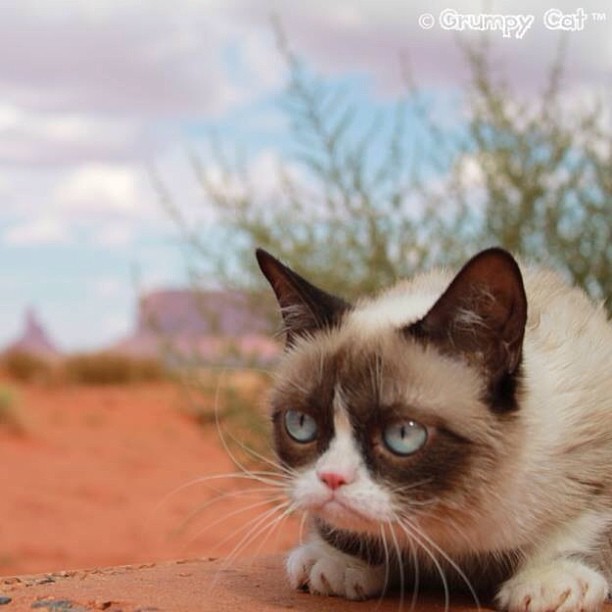#GrumpyCat #DailyGrump