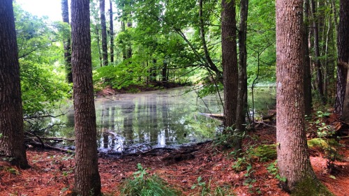 mylittlegardenofshadows:I know my Gods exist. I see them in the trees, hear them in the wind, and feel them in the breeze. 